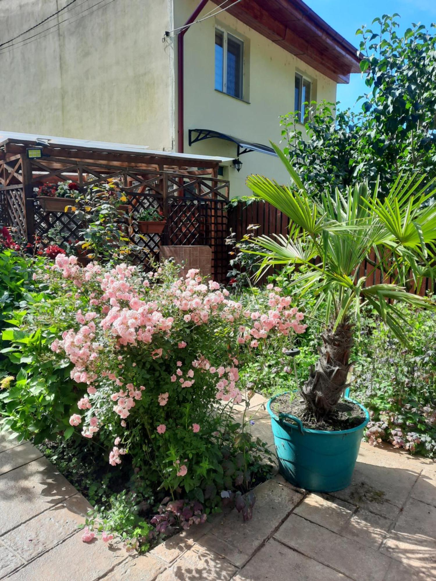 Pension Eden Бэиле-Еркулане Экстерьер фото