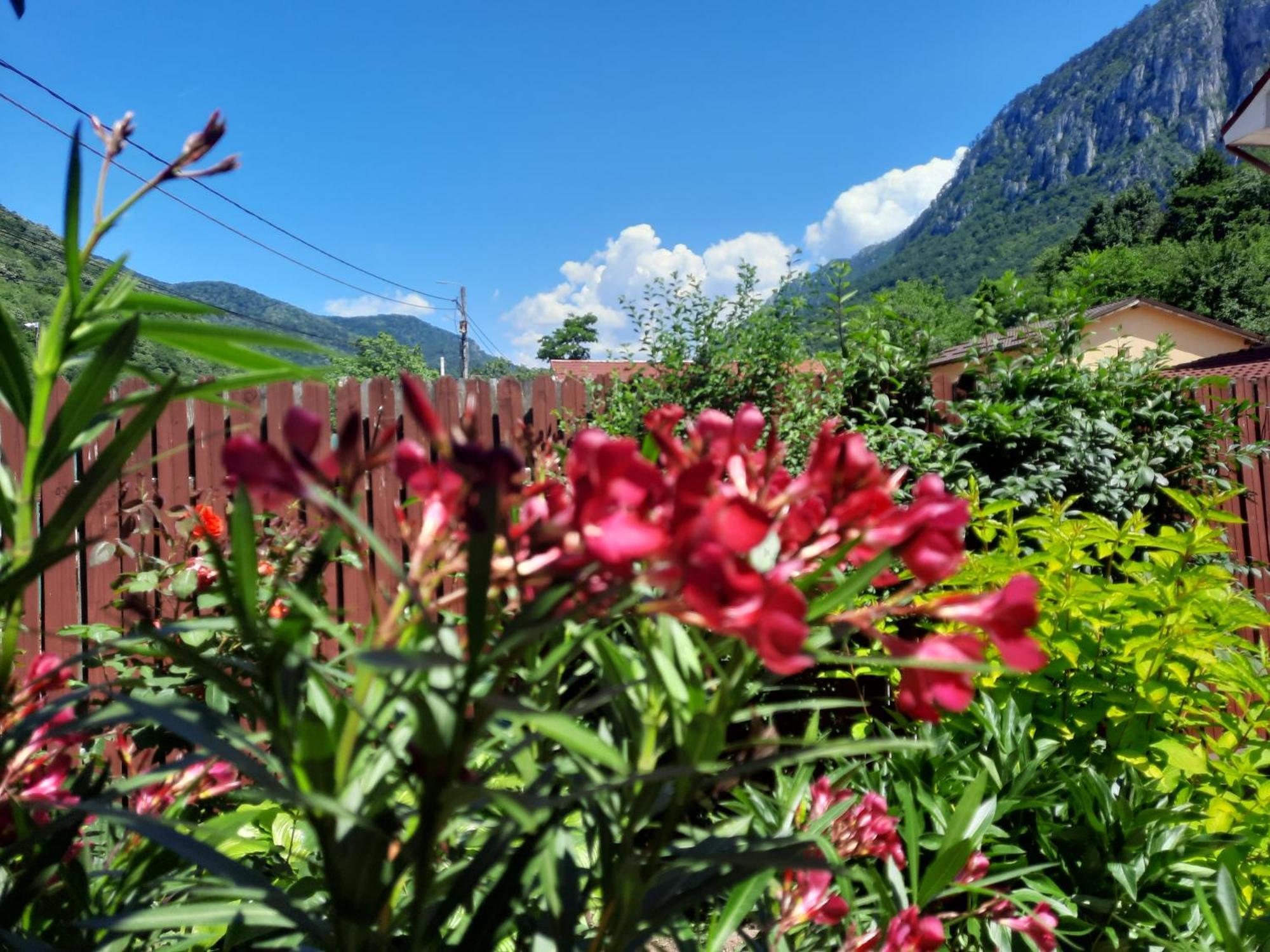 Pension Eden Бэиле-Еркулане Экстерьер фото